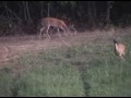 Wallhanger farms trail cam