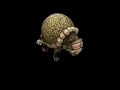 Glyptodon - Spore Creature Creator Video Glyptodon - Spore Creature Creator Video