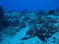 Cozumel shark