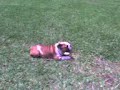 MASTERCAN Bulldog Yako obediencia antibocado