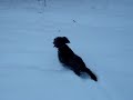 Chibi Runs Fast Through Deep Snow