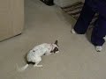Excited Bella
