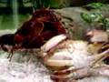 Crab Killed by Crawdads.