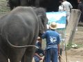 Elephant Painting?!