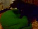dark puf