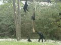 monkey business
