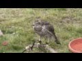 Falconry Hawk Bathing (in slow motion)