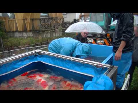 how to harvest koi