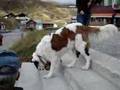 nice Bernhardiner dog