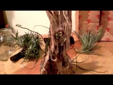 how to attach air plants