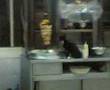 videos de Cat eating from a Shawirma bowl.