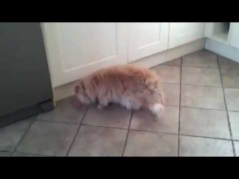 Cat VS Slice of ham who wins?