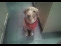 My puppy fudge Now!
