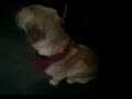 My puppy fudge Now!