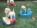 GoldRocks Gravy Kids enjoy being puppies