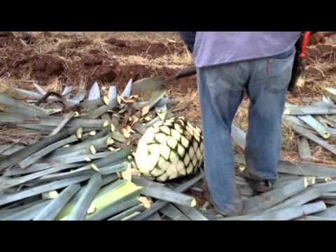 how to harvest tequila