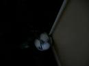 My Bunny Playing Soccer lol My Bunny Playing Soccer lol