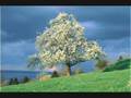 HALUK LEVENT-ELFİDA