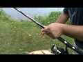     Carp parasites