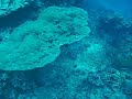 Fihalhohi 03.2008 Diving with Sharks,Turtles,Tunas / Part II