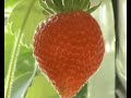 The N.G.S. Hydroponic System The N.G.S. Hydroponic System