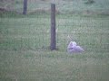 Sneeuwuil - Bubo scandiacus Sneeuwuil - Bubo scandiacus