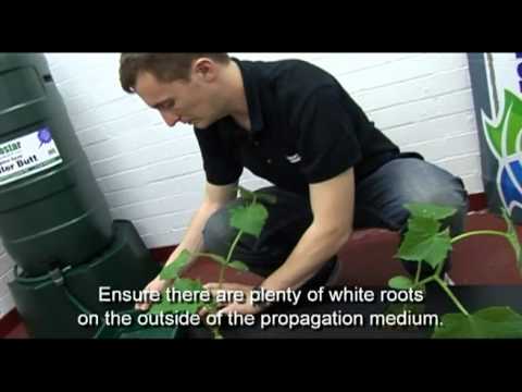 how to grow nft