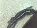 videos de Gecko at Nkorho Pan cam