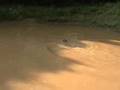 Taterbug Swims