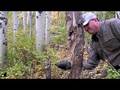Chopping Down a Tree with a CS Trailmaster