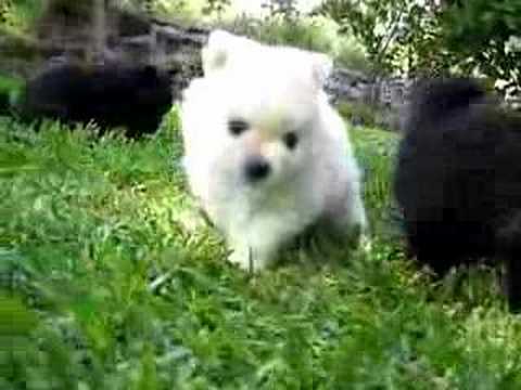 pomerania