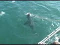 Mead goes Shark Diving