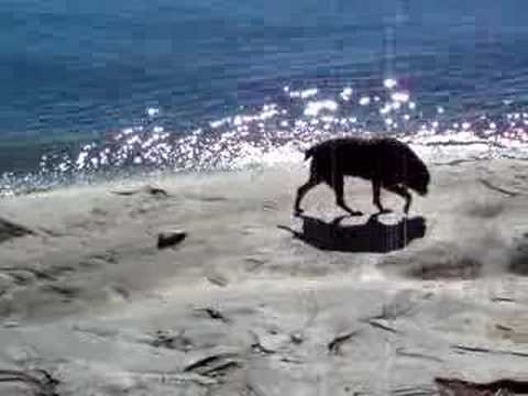 Puppies Drinking at the St. Lawrence ...