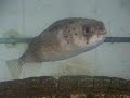 Porcupine Puffer