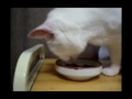Click here to watch this video シロさん 食事中（2007年05月07日）