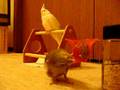Cockatiel's Basketball　オカメインコのバスケットボール