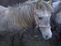 Epona - Phoenix Rising