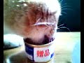 cat&catfood