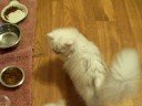 Fairy Dew Silver Persian Cats