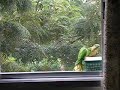 Birds at my window - Lunch for 3