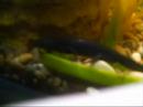 My Fire Bellied Newts My Fire Bellied Newts