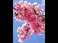Cherry pink and apple blossom white-Eddie Calvert Cherry pink and apple blossom white-Eddie Calvert