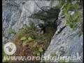 Orol skalny dospely