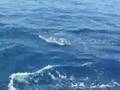 Dolphins ...
