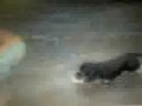 una perra aciendo el tonto en el agua