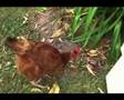 Bloody Chooks