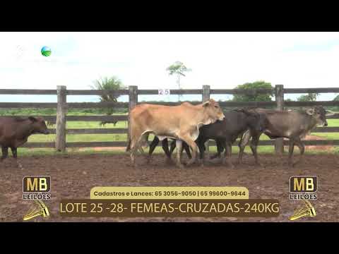 535� LEIL�O VIRTUAL MB LEIL�ES