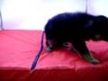 videos de Pastor Aleman Macho COV REF:124
