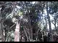 sagui em santo antonio 1