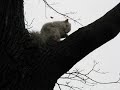 albino squirrel grooming
